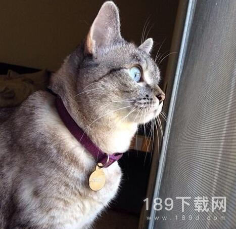 头像暗示法是什么意思一览 头像暗示法梗含义